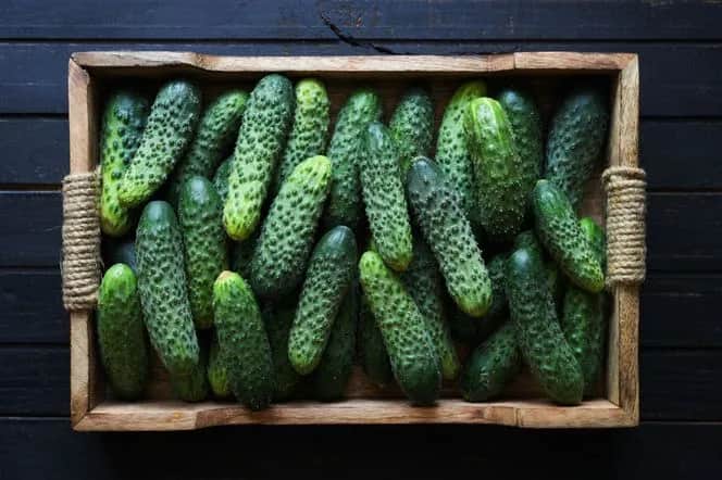 Odmiany ogórków do kiszenia: Twarde i chrupiące kiszonki z forum!