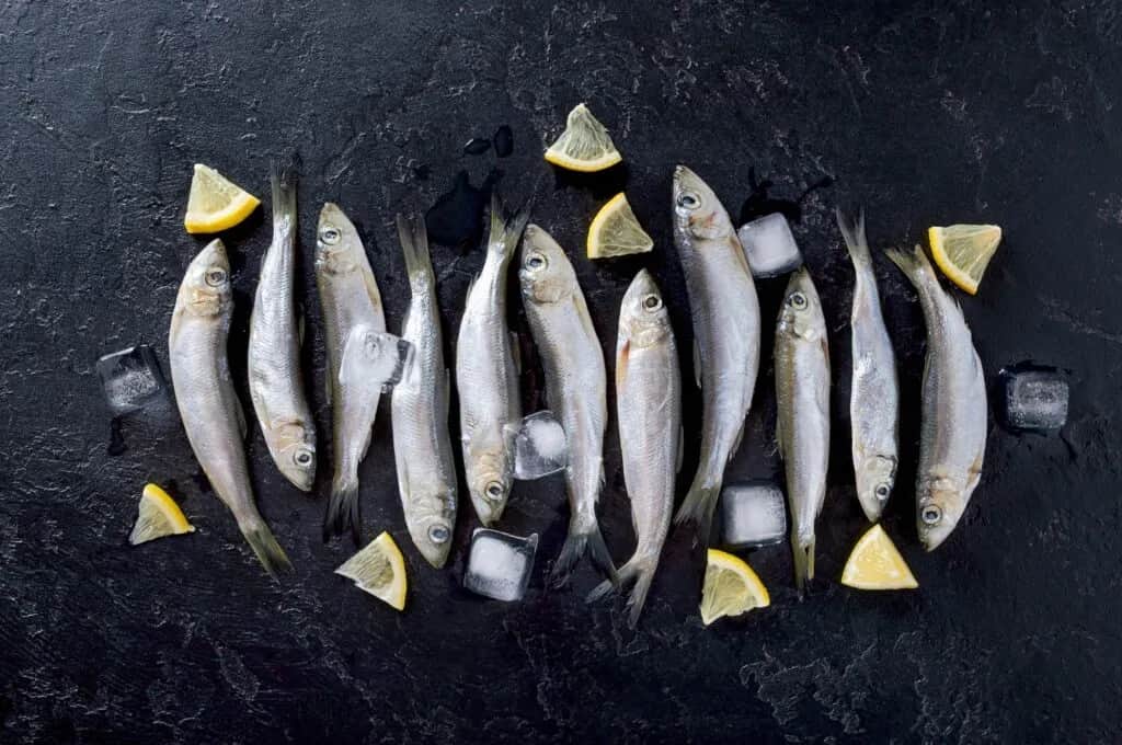 Mrożenie śledzi: Co mrozić, czego unikać? Kompletny poradnik.