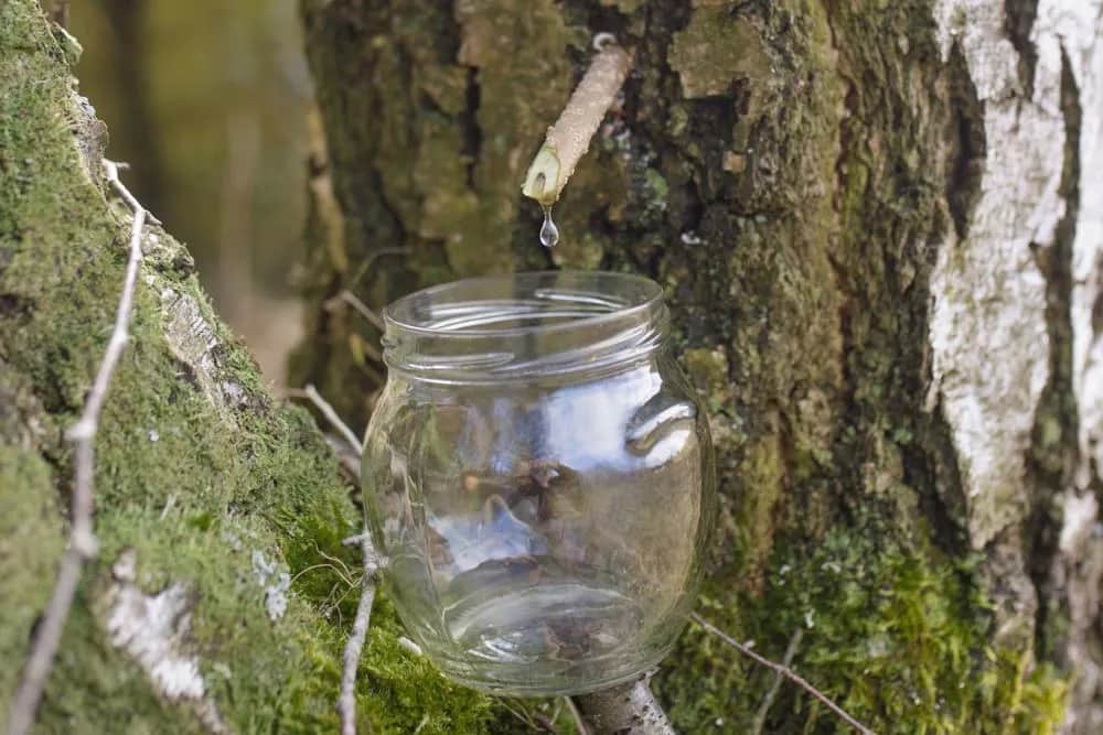 Sok z brzozy: jak pić, by czerpać maksimum? Poradnik eksperta