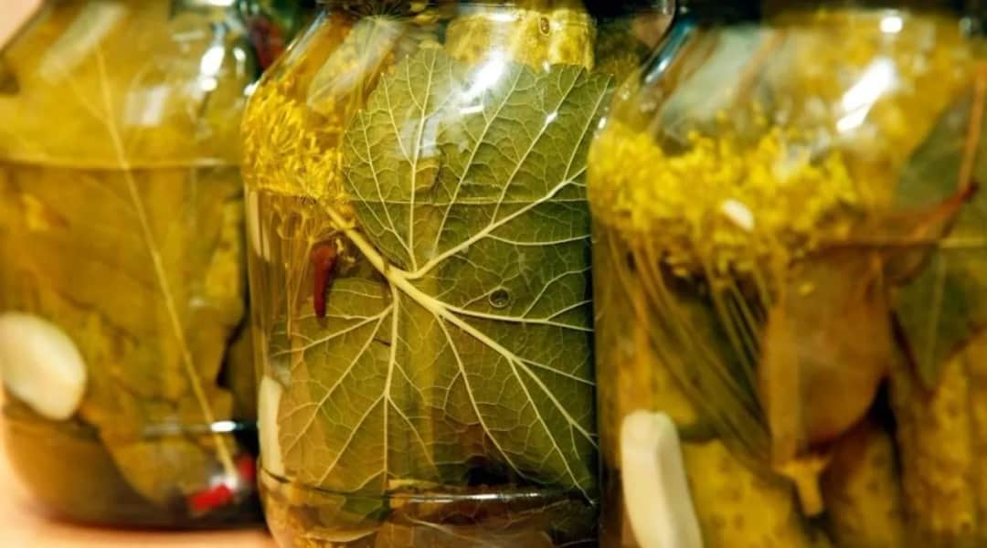 Jakie liście do kiszenia ogórków? Sekret chrupkości i smaku